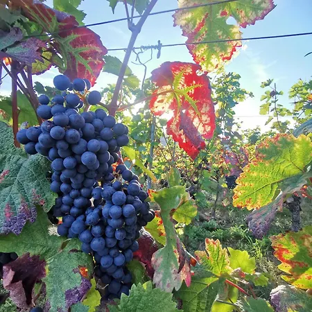 Weingut Gernert *
