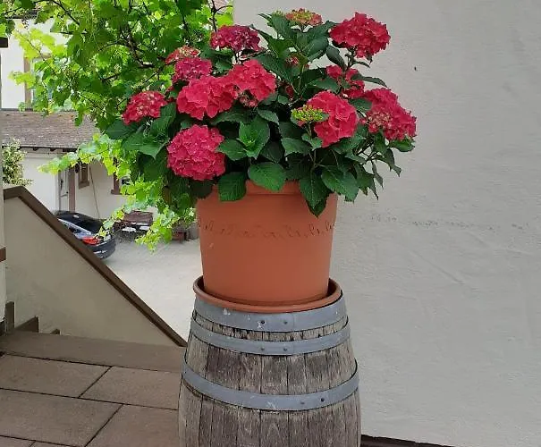 酒店 Weingut Gernert 圣马丁